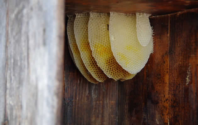 ミツバチの巣[熊本県ミツバチ駆除サービス]